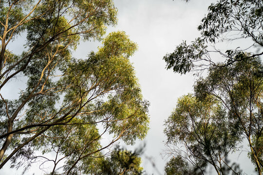 beautiful gum Trees and shrubs in the Australian bush forest. Gumtrees and native plants growing