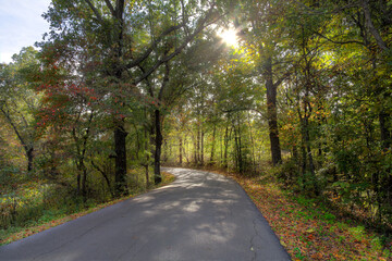 Winding Through a Tranquil Forest
