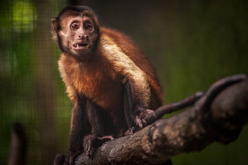 A Black-Capped Capuchin monkey, a primate of the Brazilian fauna, in a recovery center for wildlife injured or recovered from wildlife trafficking. Manaus, Brazil