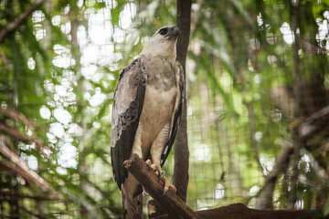 A Harpy eagle (Harpia harpyja), a bird of Brazilian fauna, in a wildlife recovery center injured or recovered from wildlife trafficking. Manaus, Brazil