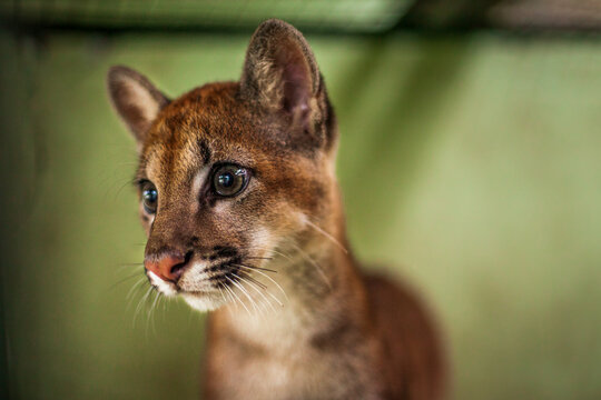 A young Puma (Puma concolor), a feline of the Brazilian fauna, in a recovery center for wildlife injured or recovered from wildlife trafficking. Manaus, Brazil