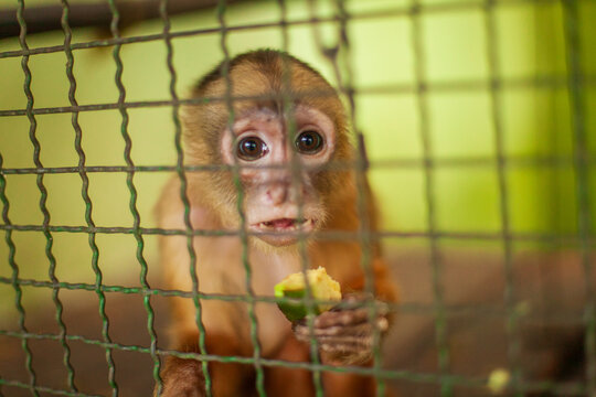 A Cairara (Cebus kaapori), a primate of the Brazilian fauna, in a recovery center for wildlife injured or recovered from wildlife trafficking. Manaus, Brazil