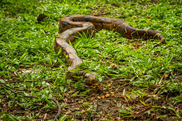 A boa constrictor (Boa constrictor), a Brazilian snake, in a wildlife recovery center injured or recovered from wildlife trafficking. Manaus, Brazil