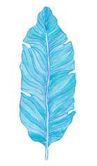 Watercolor tropical banana leaf isolated hand drawn