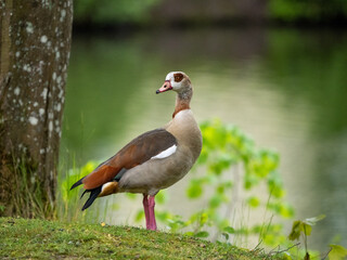 Obraz premium Nilgans