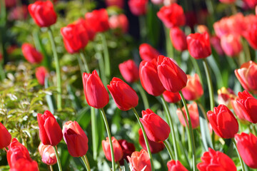 Variety of the ile de france tulip