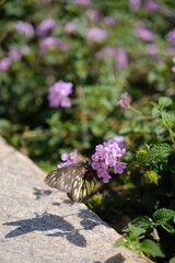 butterfly on a flower
