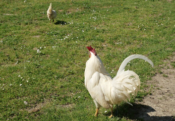 A white rooster and a hen in a green meadow