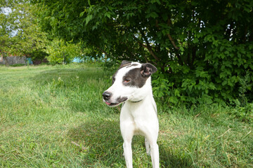 Bicolored black and white homeless dog kind beautiful mutt portrait on green grass
