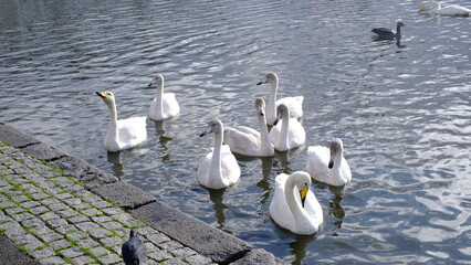 swans on the lake 
