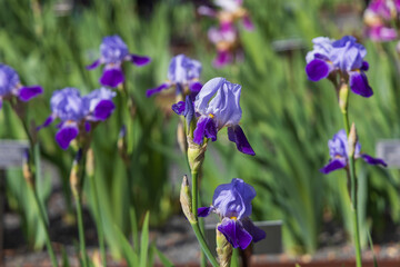 Blooming Iris - Iris in the garden, with a colorful background.