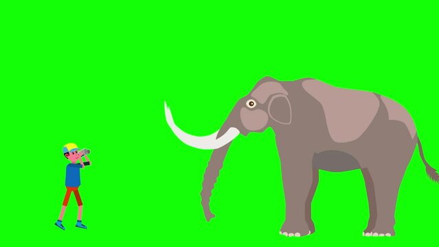 Photographer make photo of  Elephant animation on green screen background