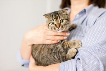A Scottish cat is lying in a woman's arms. The fluffy pet is nestled comfortably in the arms