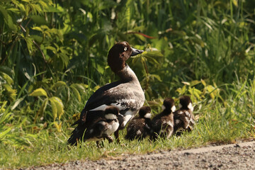 Goldeneye bird with chicks together in the green grass in spring
