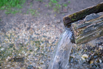 Rural water supply. Water flows from a hollowed out tree stump. Moss and lichens growing on a...