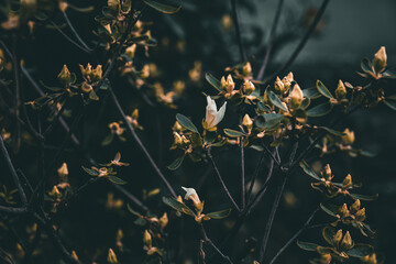 autumn leaves background