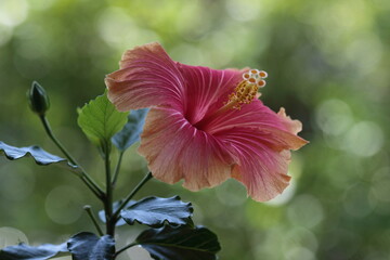 ピンクのハイビスカス
