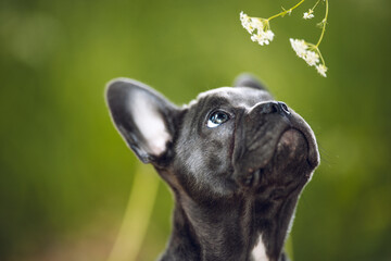 portrait of a puppy french dog in nature postcard 