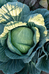 Large cabbages, ready to be harvested.