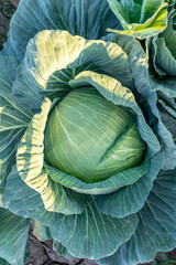 Large cabbages, ready to be harvested.