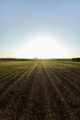 Crops in Spain. Cultivations in the southern Spain. 