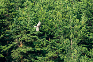 Gypaète barbu,.Gypaetus barbatus, Bearded Vulture, Gorges de la Jonte, Parc national des Cévenes,...