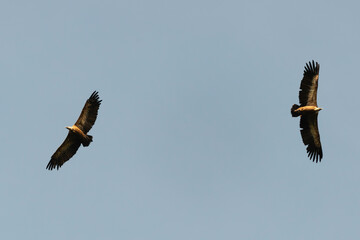 Vautour fauve,.Gyps fulvus, Griffon Vulture, Parc naturel régional des grands causses 48, Lozere, France