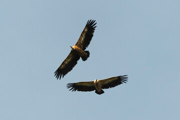 Vautour fauve,.Gyps fulvus, Griffon Vulture, Parc naturel régional des grands causses 48, Lozere, France