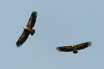 Obraz premium Vautour fauve,.Gyps fulvus, Griffon Vulture, Parc naturel régional des grands causses 48, Lozere, France