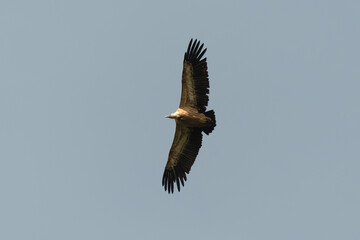 Vautour fauve,.Gyps fulvus, Griffon Vulture, Parc naturel régional des grands causses 48, Lozere, France