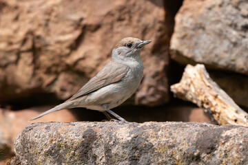 Fauvette à tête noire, femelle, .Sylvia atricapilla, Eurasian Blackcap