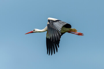 Cigogne blanche,. Ciconia ciconia, White Stork