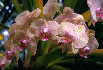 Phalaenopsis hybride 'Céline' , Orchidée hybride