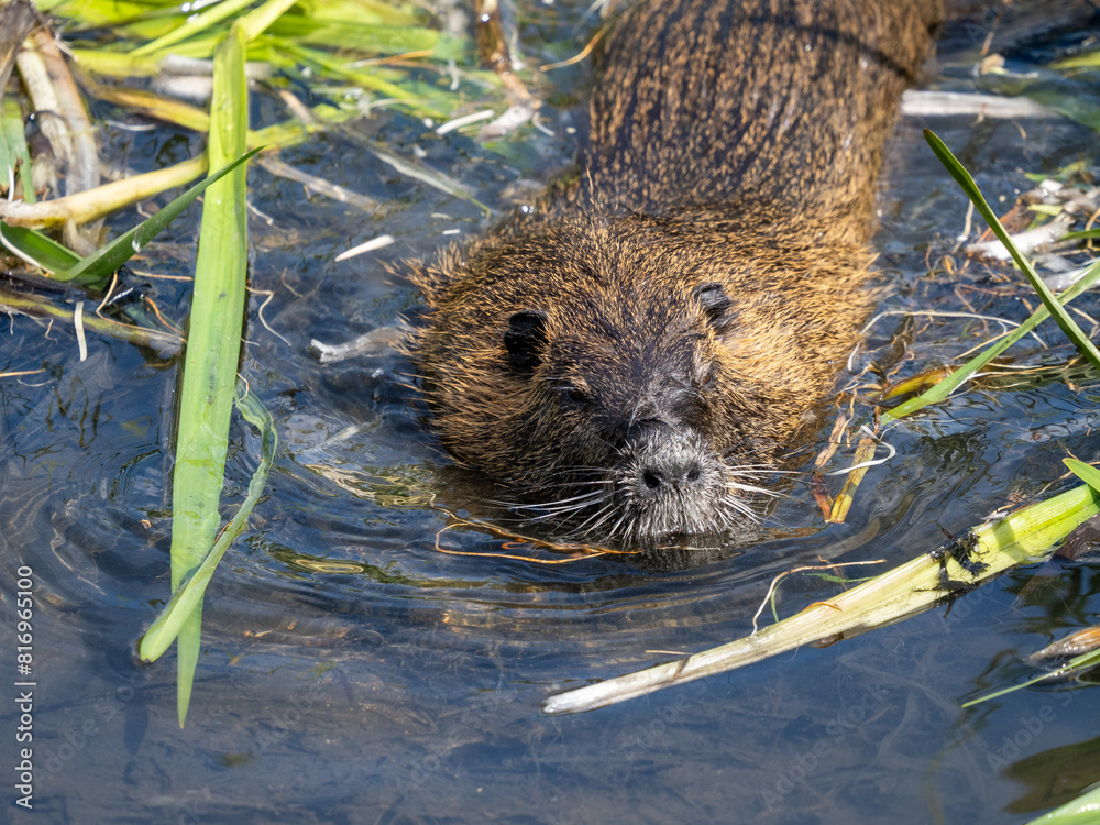 Sticker nutria