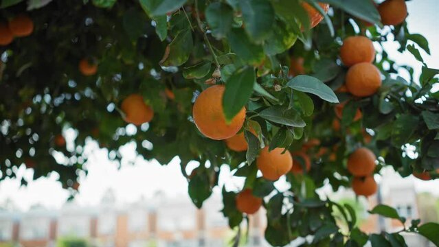 Ripe oranges hanging from a lush tree in outdoor murcia, spain against a village backdrop