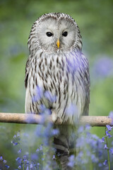 Ural Owl in Bluebells