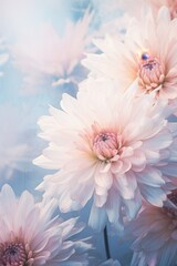Soft Pastel Colored Chrysanthemum Flowers
