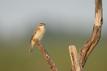 Singing Sedge warbler - Acrocephalus schoenobaenus perched at green blue background. Photo from Warta Mouth National Park in Poland. Copy space right.
