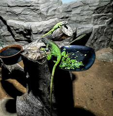 a vibrant green lizard with darker green markings, resting on an artificial rock structure inside an enclosure. 
