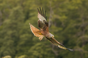 Red kite - Milvus milvus in flight with spread wings with green trees in background. Photo from...