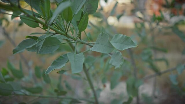 Close-up of a laurus nobilis plant with vibrant green leaves in murcia, spain, symbolizing mediterranean flora.