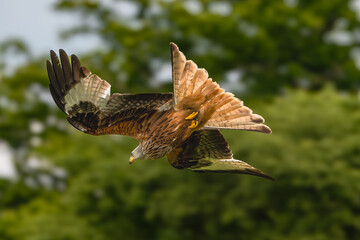 Red kite - Milvus milvus in flight with spread wings with green trees in background. Photo from Lubusz Voivodeship in Poland. Isolated.