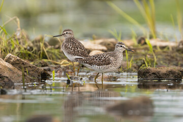 wood sandpipers - Tringa glareola wading in water at green background. Photo from Warta Mouth National Park in Poland.