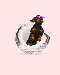 Stylish dachshund dog wearing pixelated sunglasses sitting into disco ball coconut against pastel...