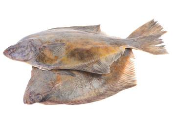 Halibut on white background isolated 