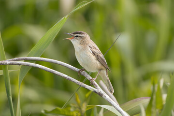 Sedge warbler - Acrocephalus schoenobaenus perched, singing at green background. Photo from Warta Mouth National Park in Poland. Songbird.