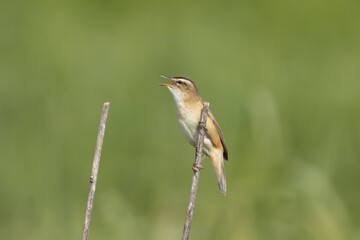 Sedge warbler - Acrocephalus schoenobaenus perched, singing at green background. Photo from Warta Mouth National Park in Poland. Songbird.