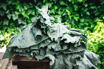 Freshly harvested collard greens from the garden. Fresh cabbage leaves