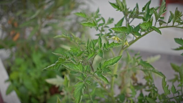 Vibrant tomato plant, solanum lycopersicum, with lush green leaves and yellow flowers, growing in sunny murcia, spain.