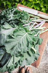 Freshly harvested collard greens from the garden. Fresh cabbage leaves